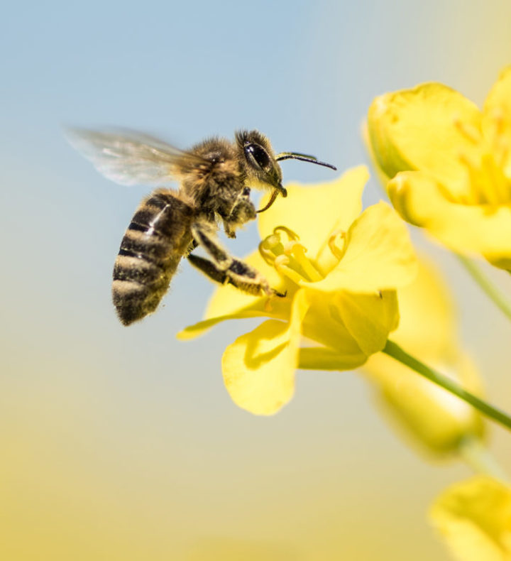 Biosurveillance par l'abeille