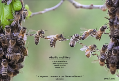 Journée mondiale de l'abeille