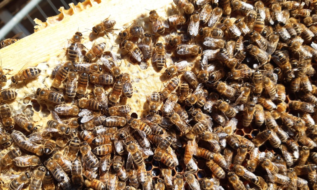 Abreuvoir pour abeilles avec pieds 24 litre