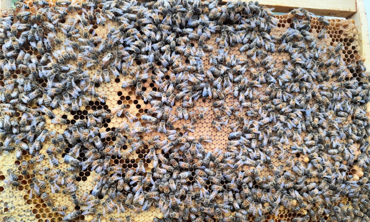 Abreuvoir pour abeilles avec pieds 24 litre