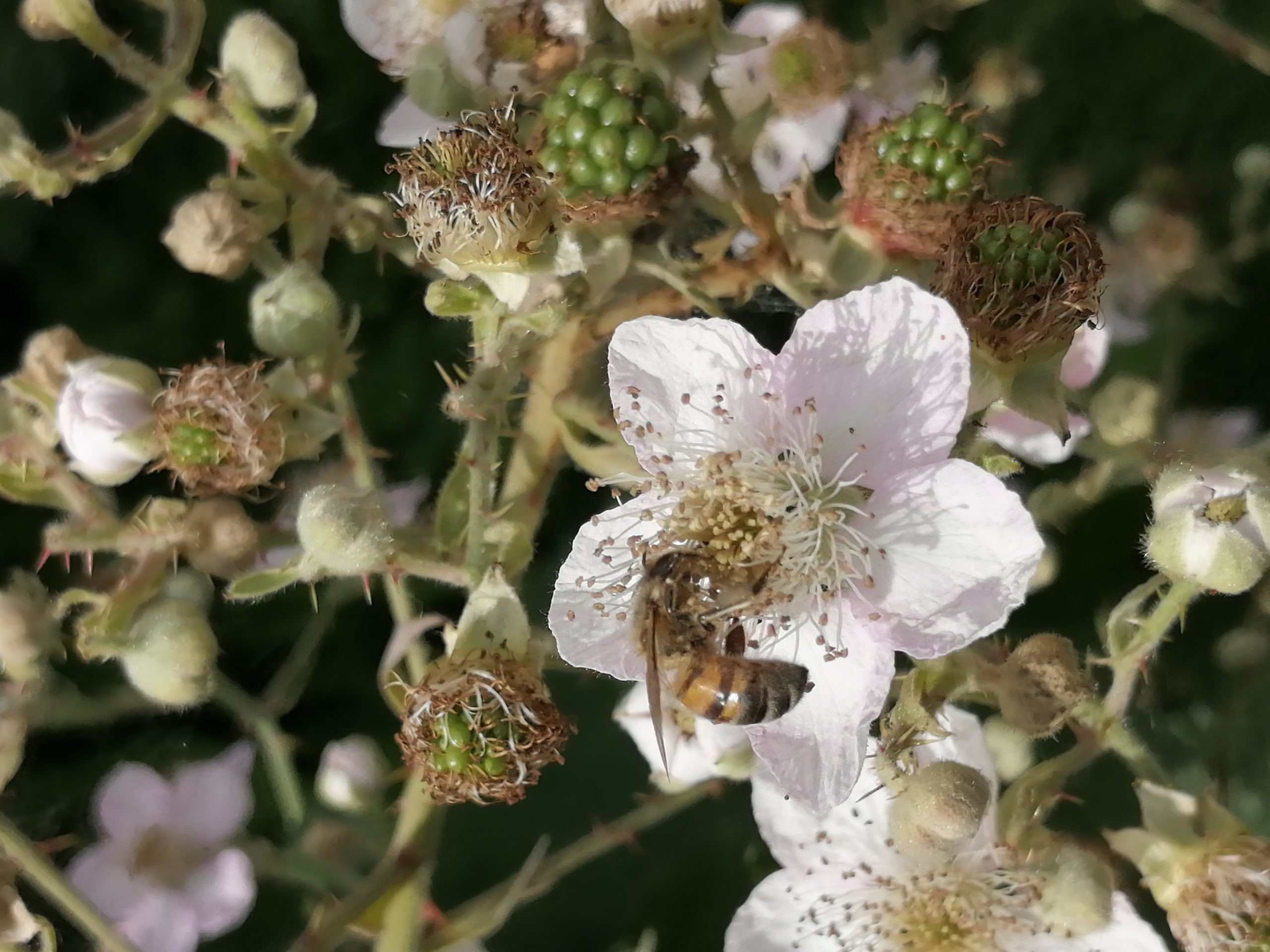 fleur ronce + abeille