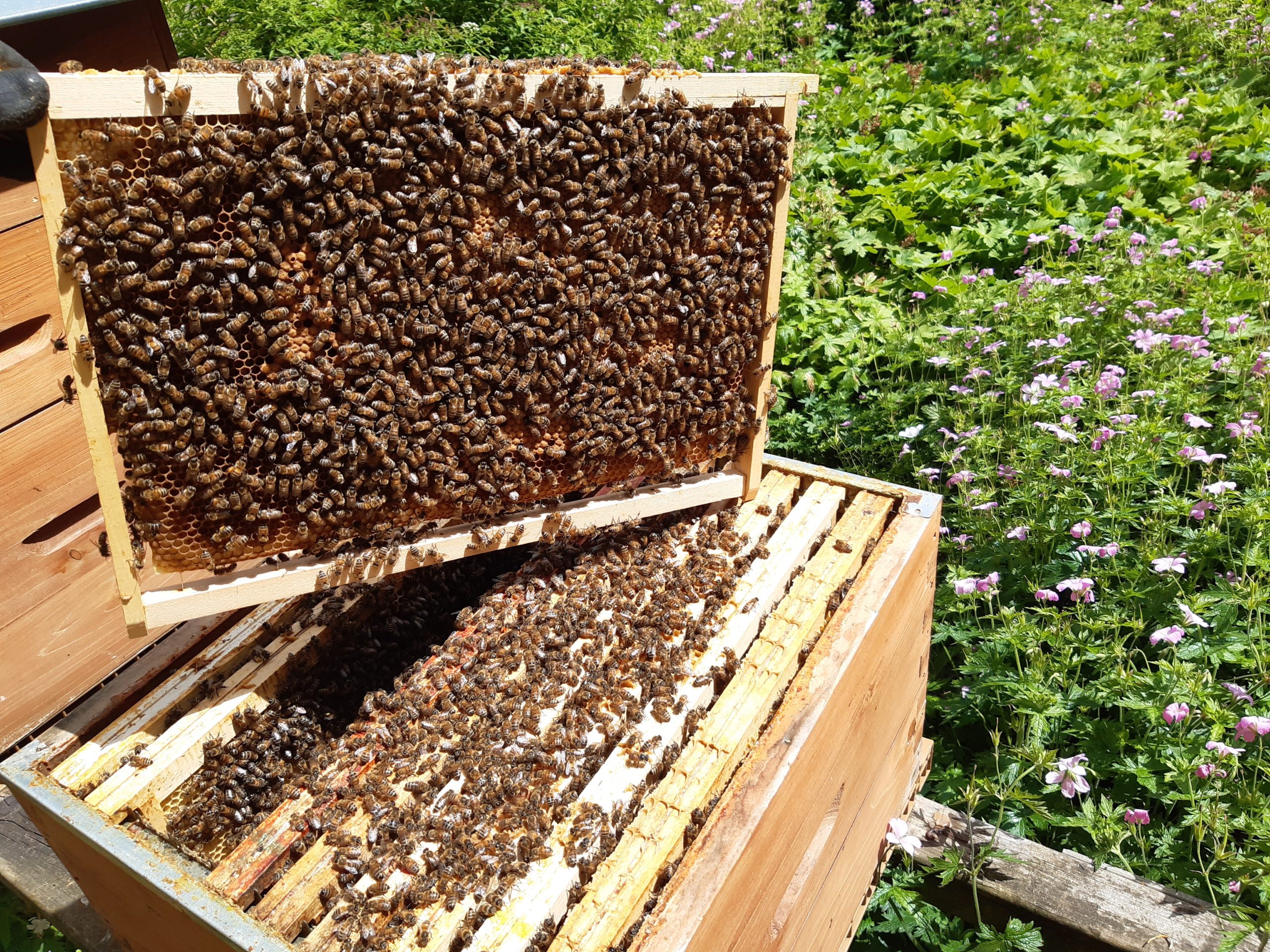 Des abeilles en pleine forme