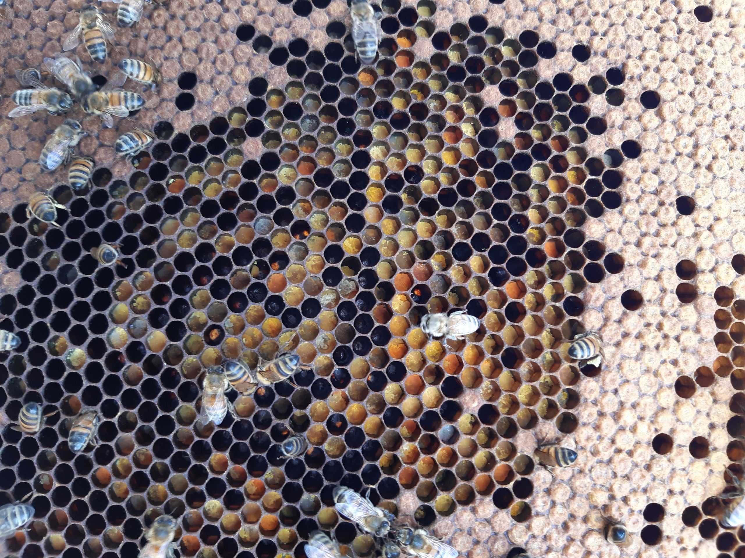 La diversité du pollen