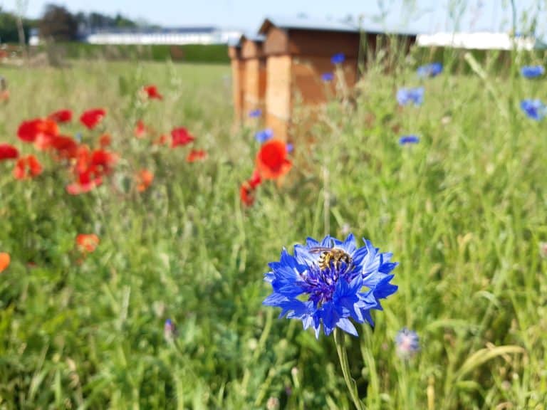 Imprimerie Nationale Flers en escrebieux