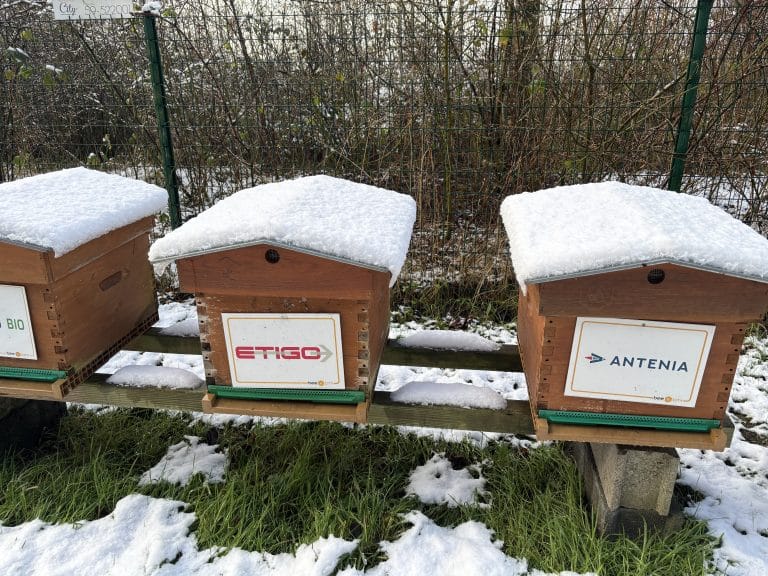 Etigo et Anténia ruches sous la neige