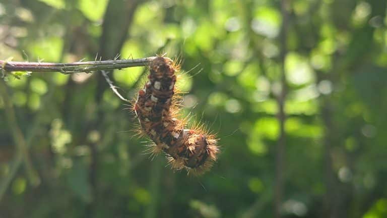 chenille