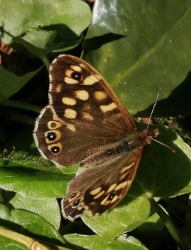 papillon