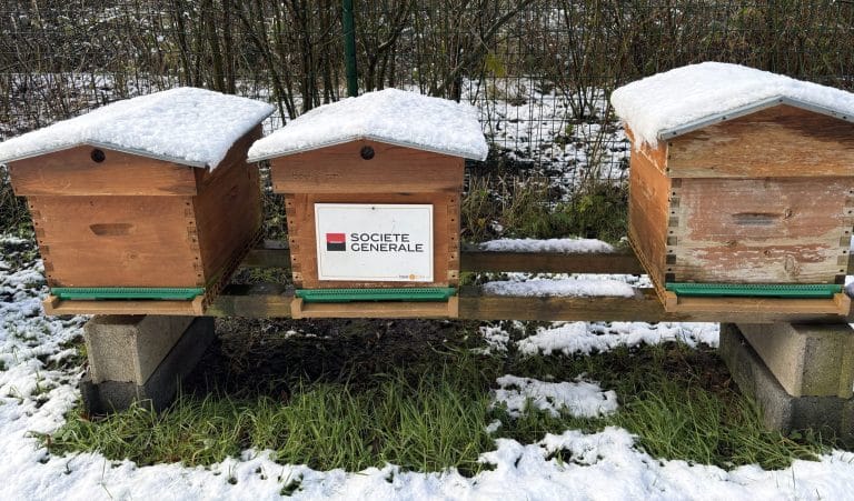 Sogé ruches sous la neige
