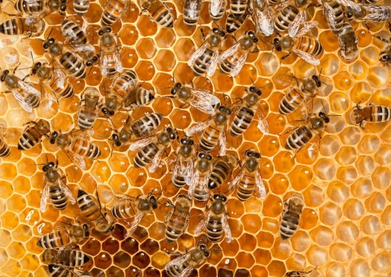 abeille-1-1