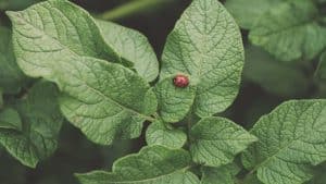Coccinelle rouge posée sur une feuille verte, symbolisant la biodiversité et un entretien écologique respectueux de la nature.