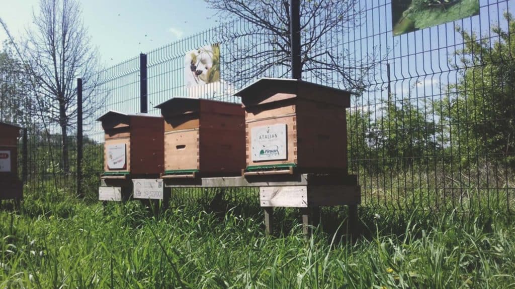 Ruches parrainées alignées dans un rucher BEECITY, sur un terrain enherbé
