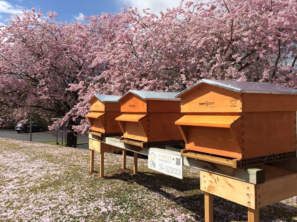Ruches Beecity installées en entreprise devant un cerisier en fleurs, favorisant la biodiversité et la pollinisation.