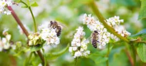 Abeilles butinant des fleurs pour récolter le nectar