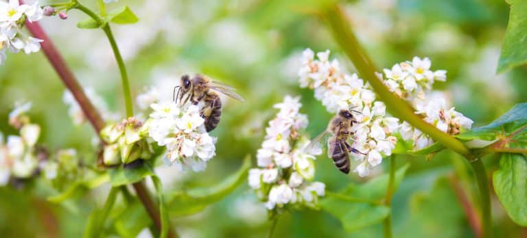 Abeilles butinant des fleurs pour récolter le nectar