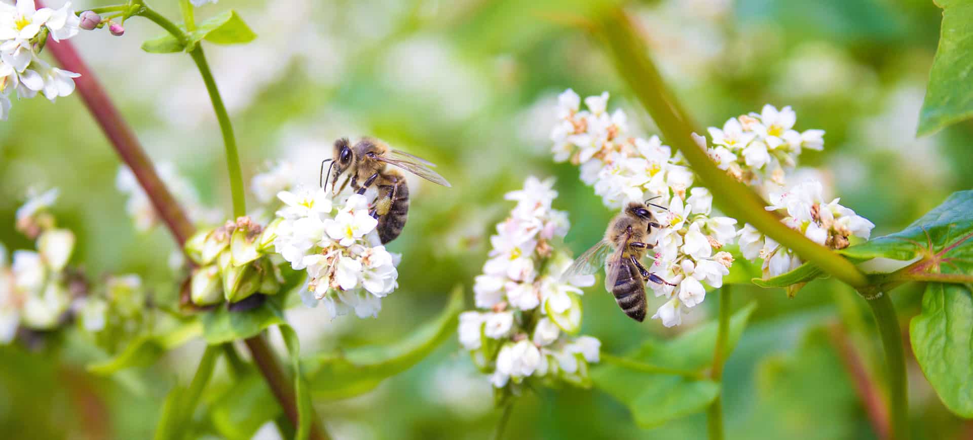 Abeilles butinant des fleurs pour récolter le nectar