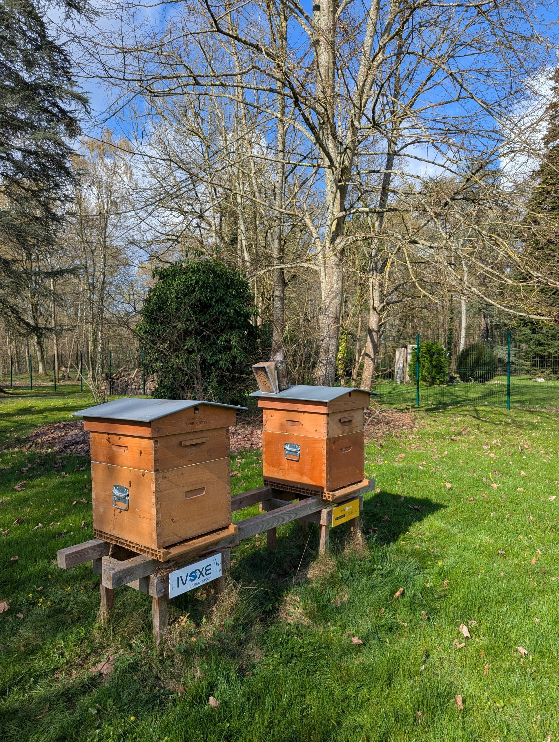 Visite de printemps et pose de la première hausse!