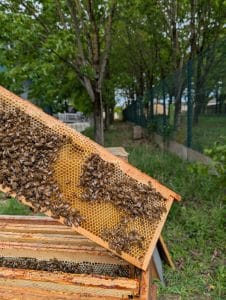 Cire d’abeille et rayons d’une ruche