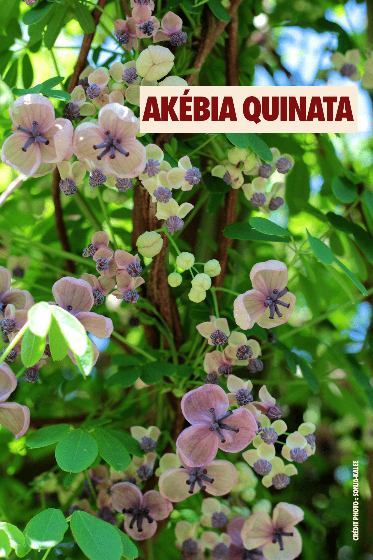 Akebia-quinata