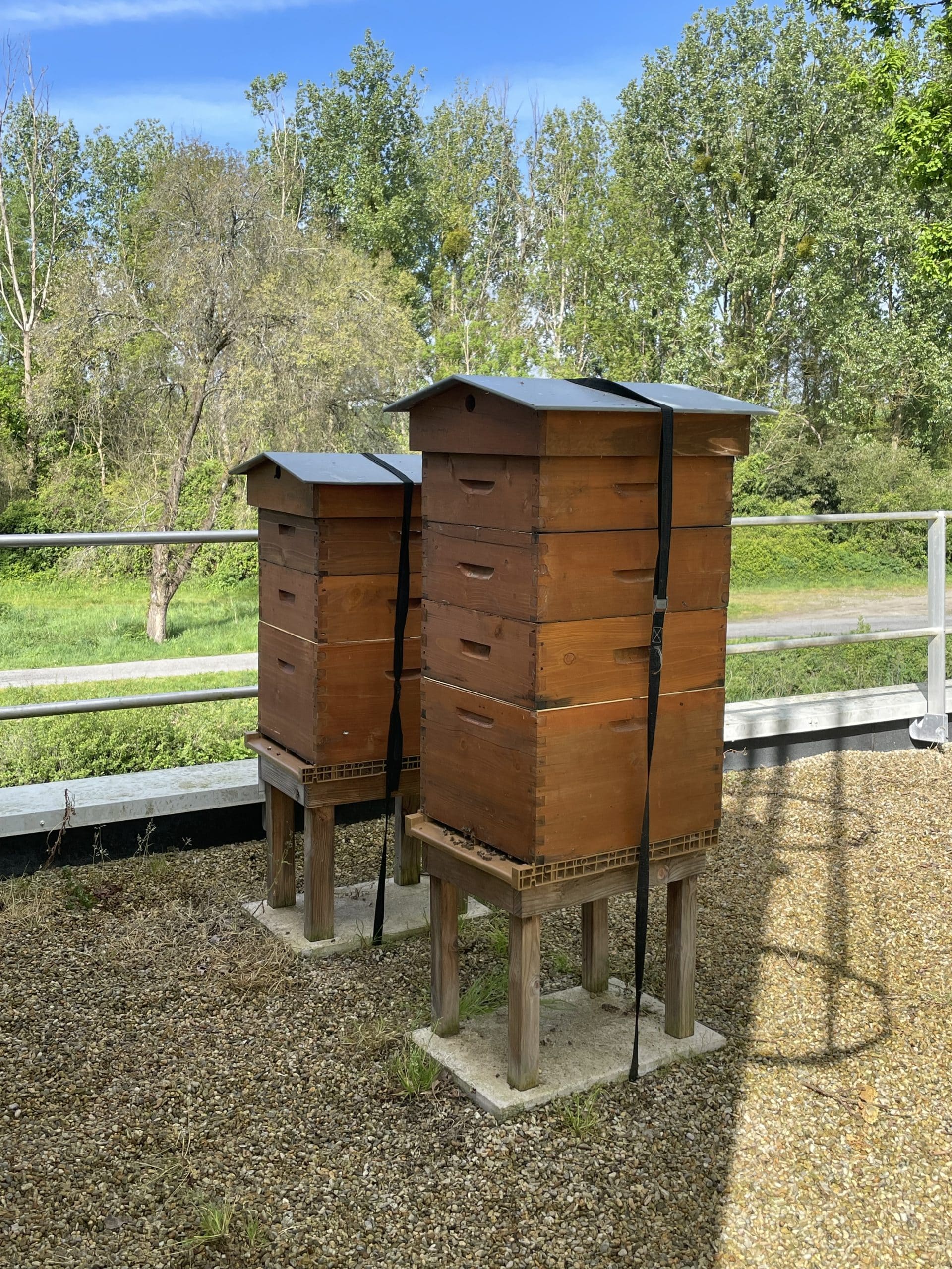 Miel de printemps