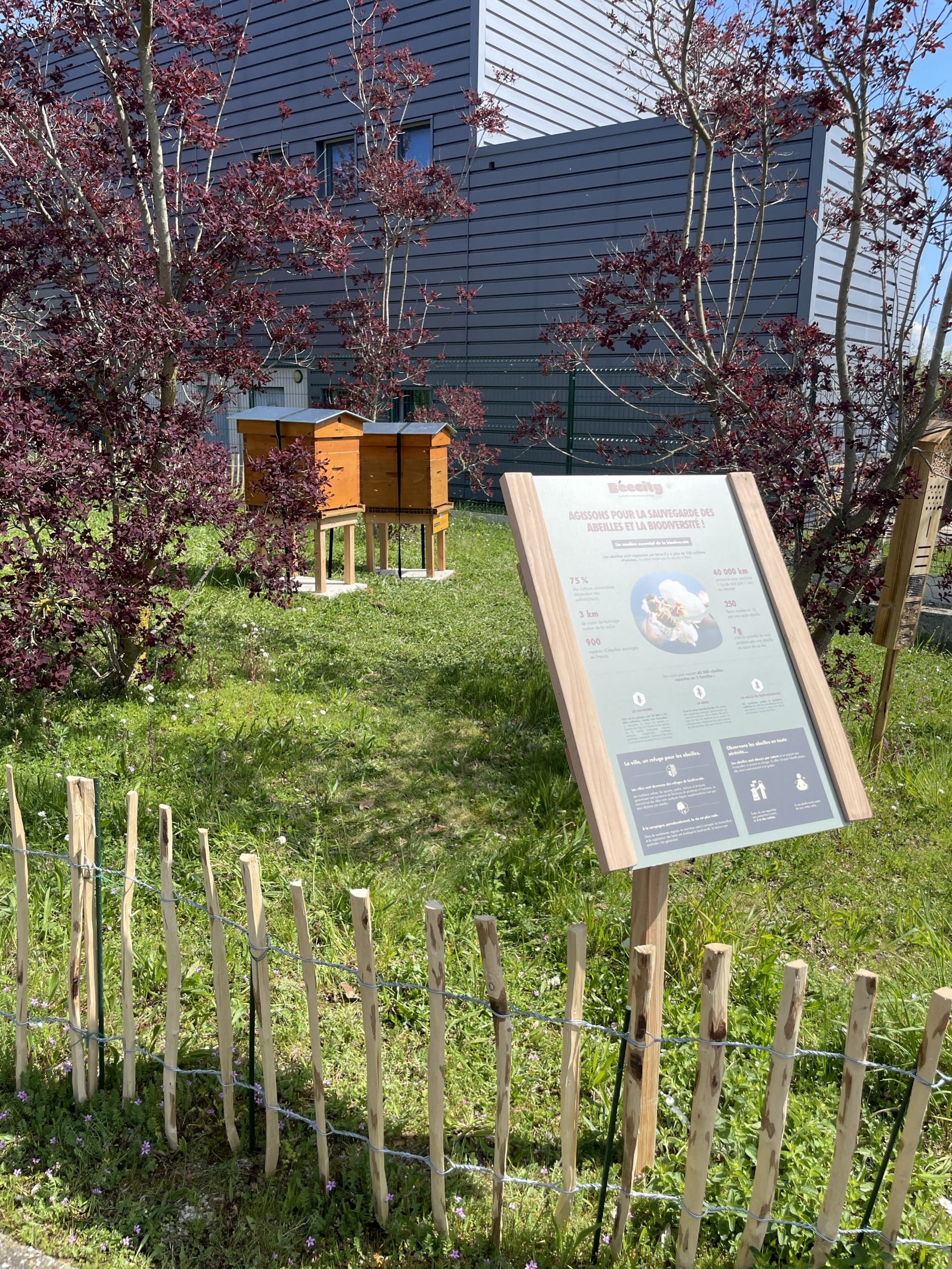 L'arrivée de vos abeilles 🐝
