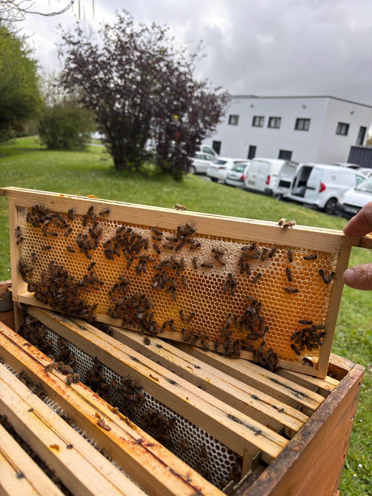 Du nectar au miel ou “l’art de faire du miel”
