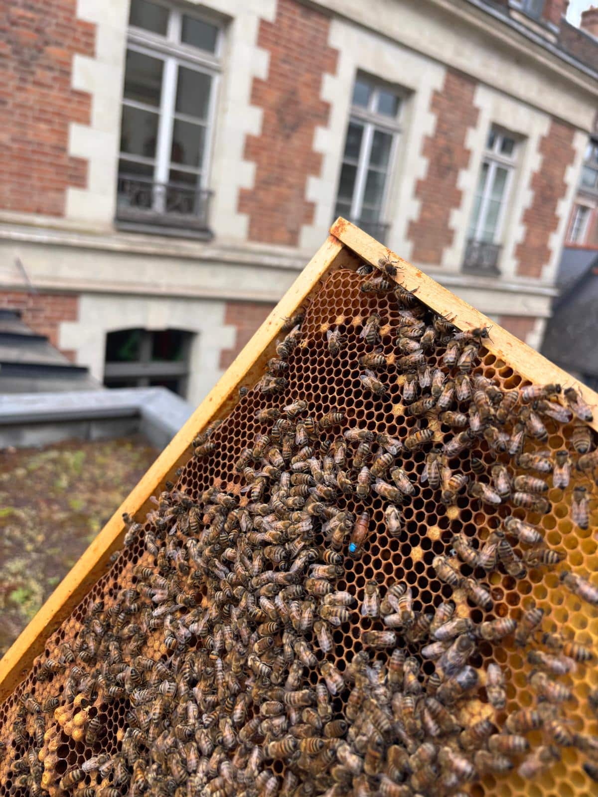 Du nectar au miel ou “l’art de faire du miel”