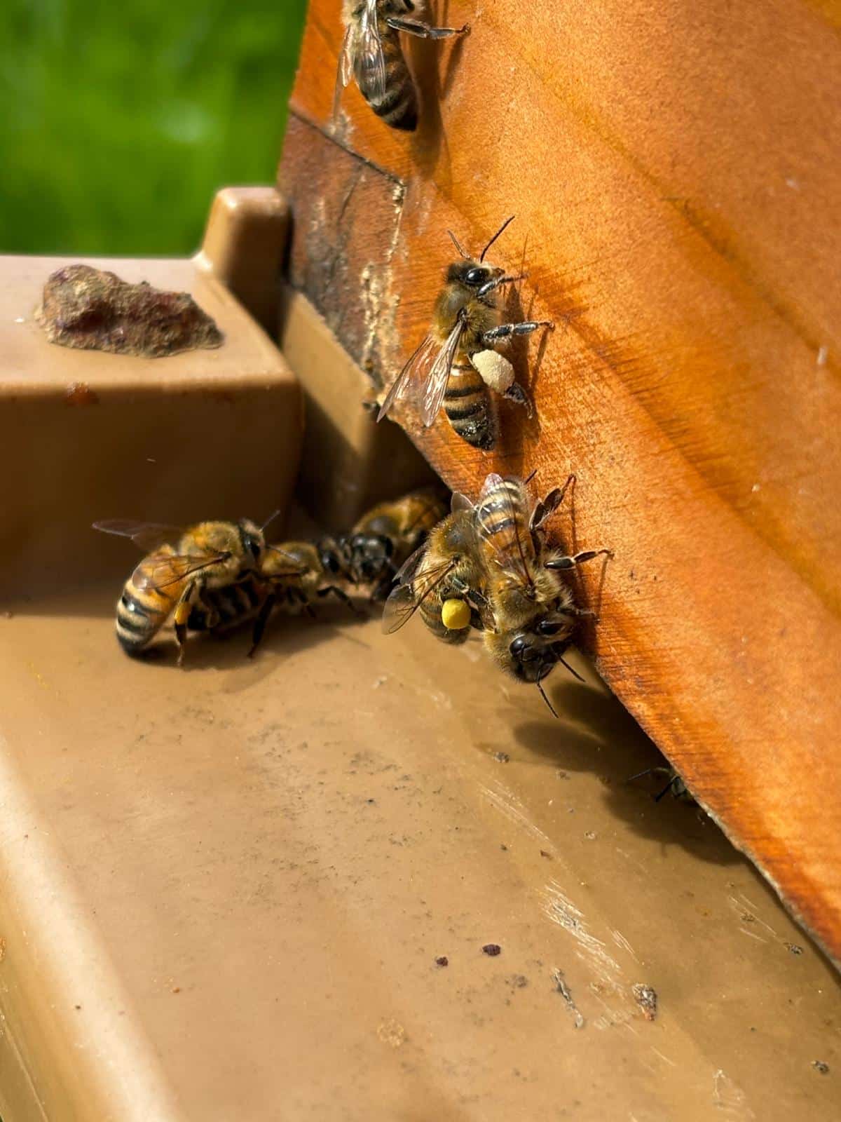 Du nectar au miel ou “l’art de faire du miel”