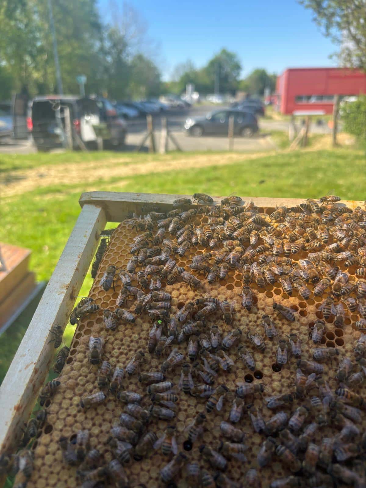 Du nectar au miel ou “l’art de faire du miel”
