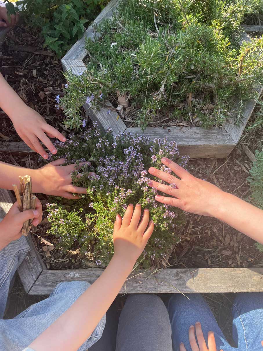 Découverte d’une plante aromatique