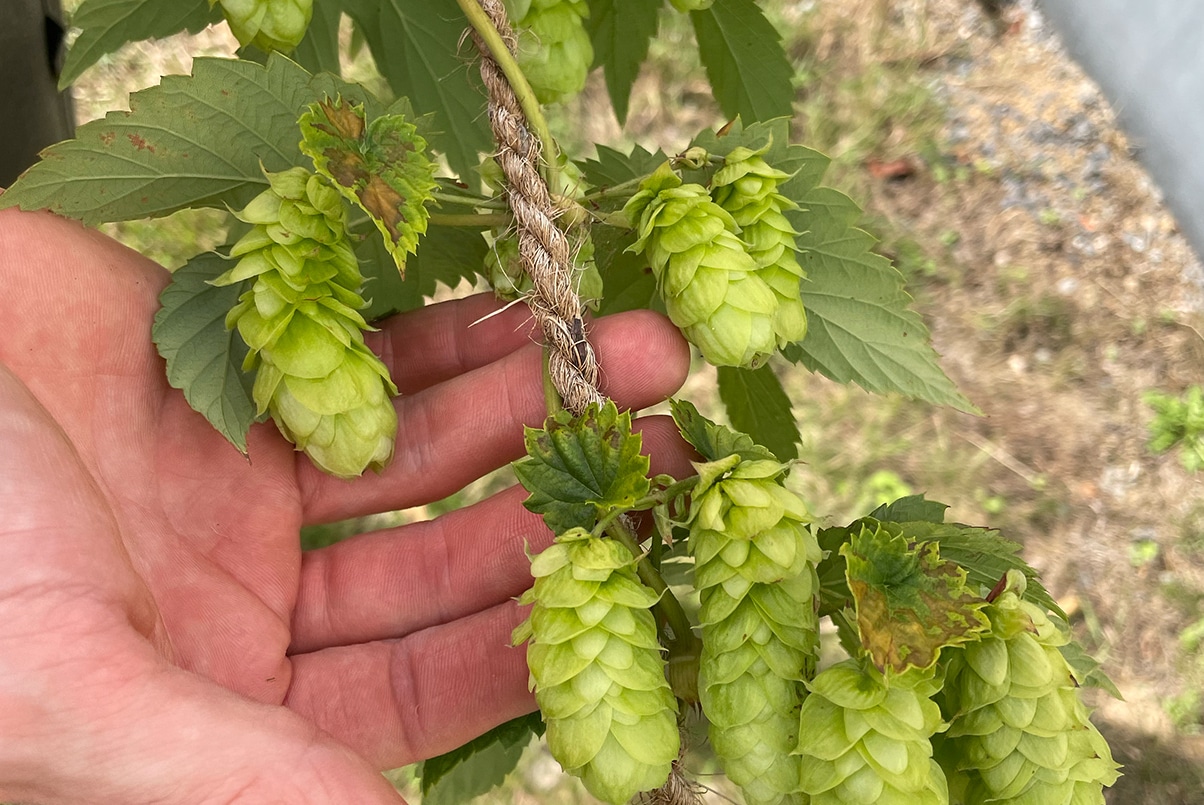 Houblon grimpant et bière brassée en entreprise