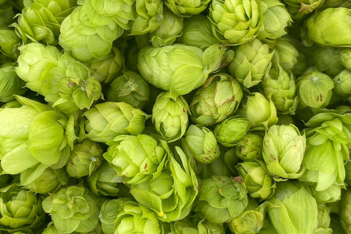 Plants de houblon en culture