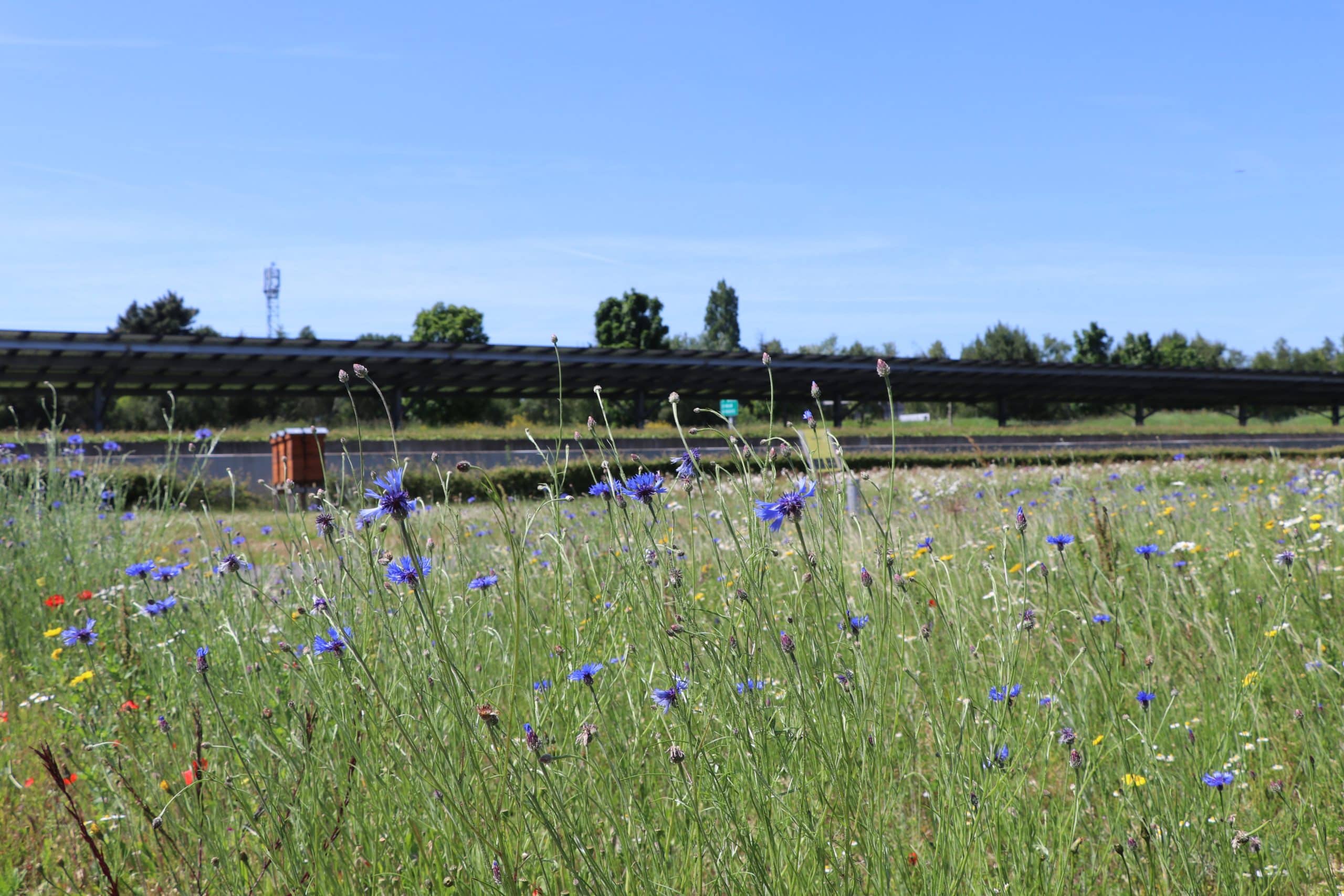 Les nouvelles de mai : transformer son gazon en espace de vie pour la biodiversité !