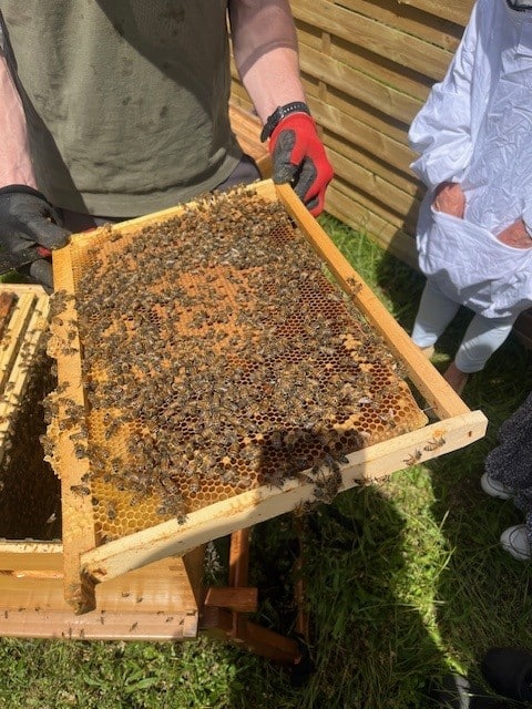 Image bee 11