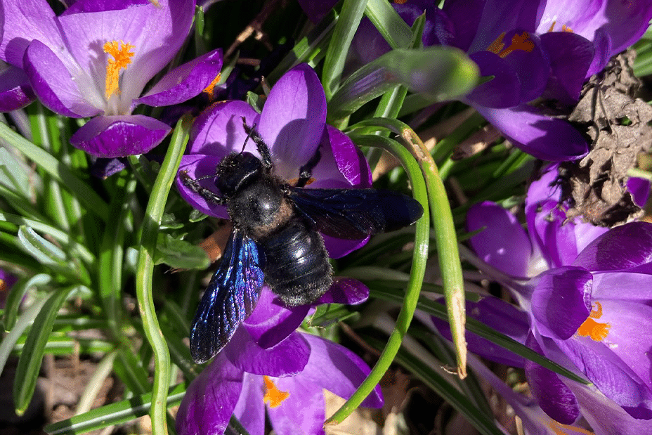 abeille charpentière