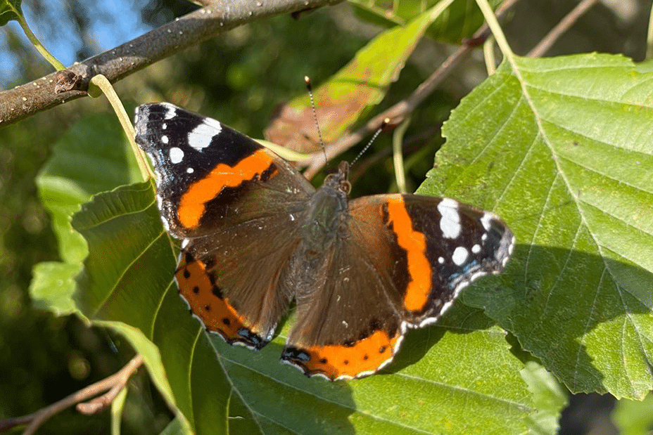 papillon