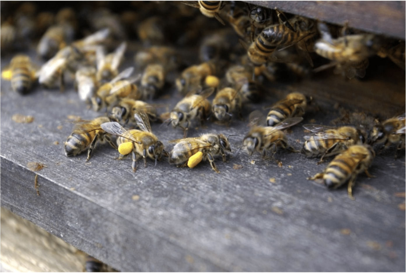 abeilles avec du pollen sur les pattes