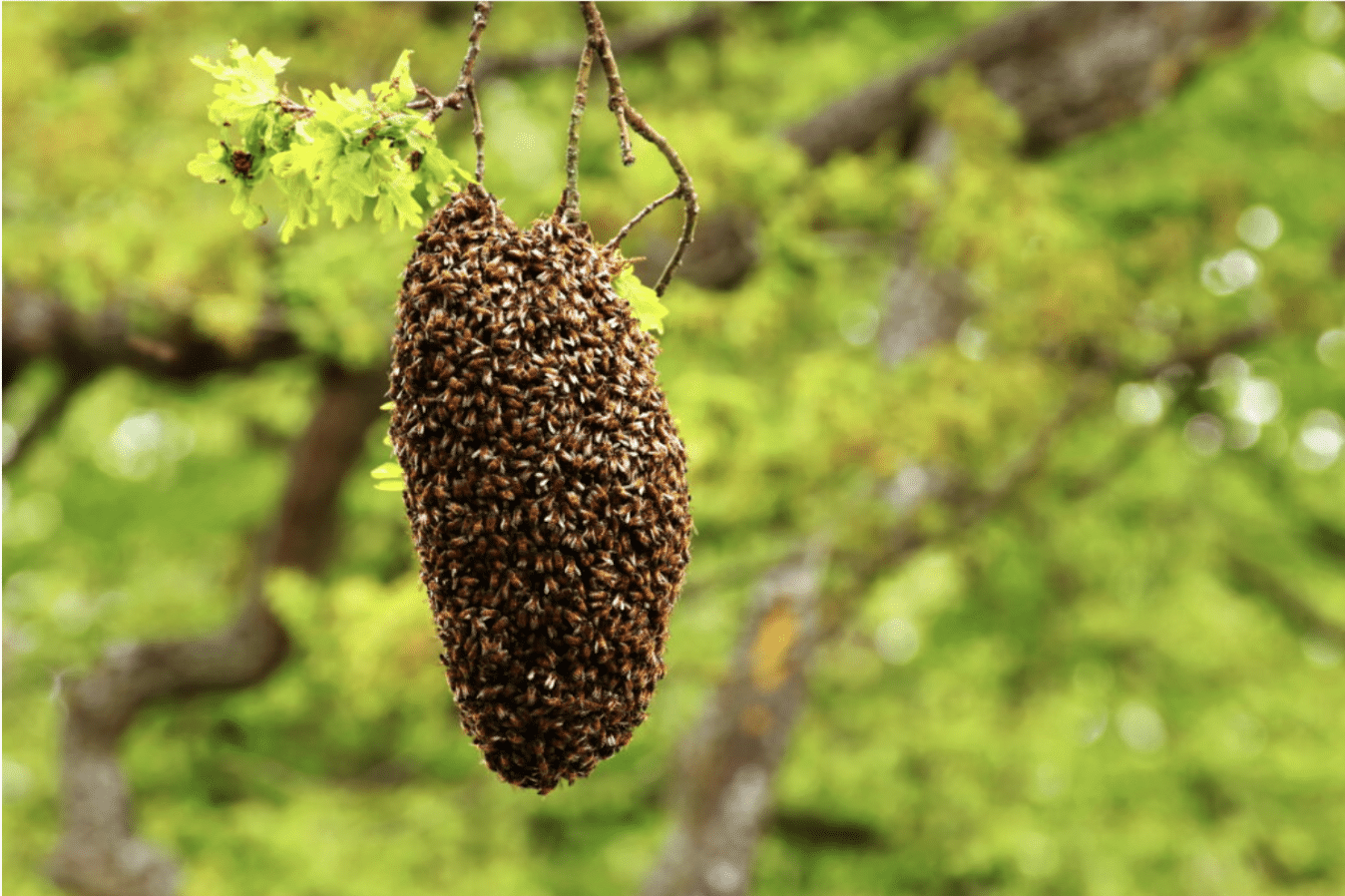essaims d'abeilles dans un arbre