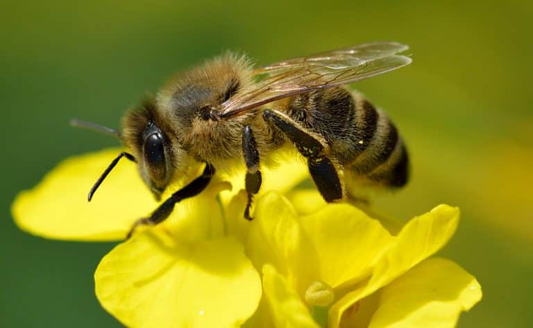 Abeille noire