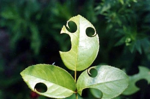 feuilles de rosier trouées par les megachile pour construire leur nid